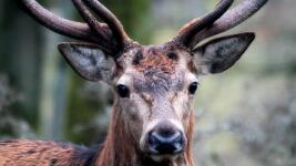 jelen hirsch-3218460 1280